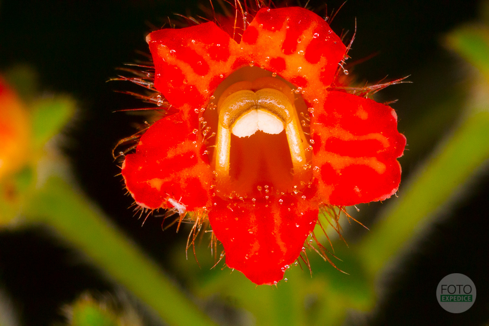 Fotoexpedice Focení makro Botanická zahrada Praha