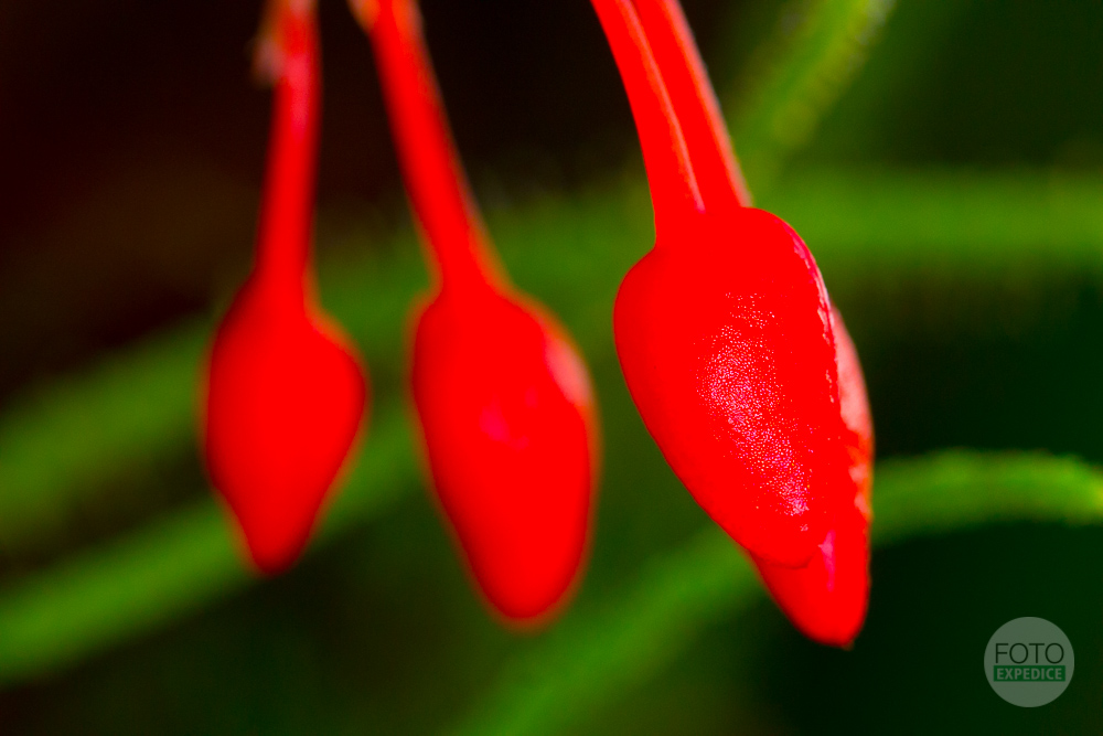 Fotoexpedice Focení makro Botanická zahrada Praha