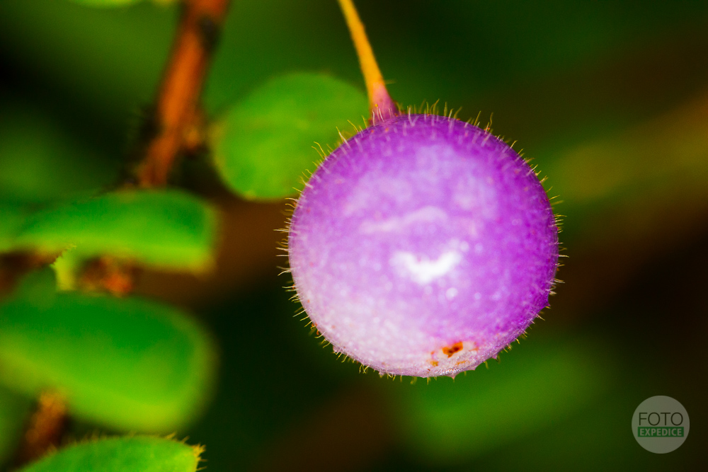 Fotoexpedice Focení makro Botanická zahrada Praha